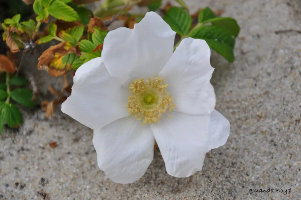 White Rugosa Rose (Rosa Rugosa 'Alba') — Its rugged nature withstands coastal conditions and thrives in zones 3-9; each blossom unfurls from a tight bud to