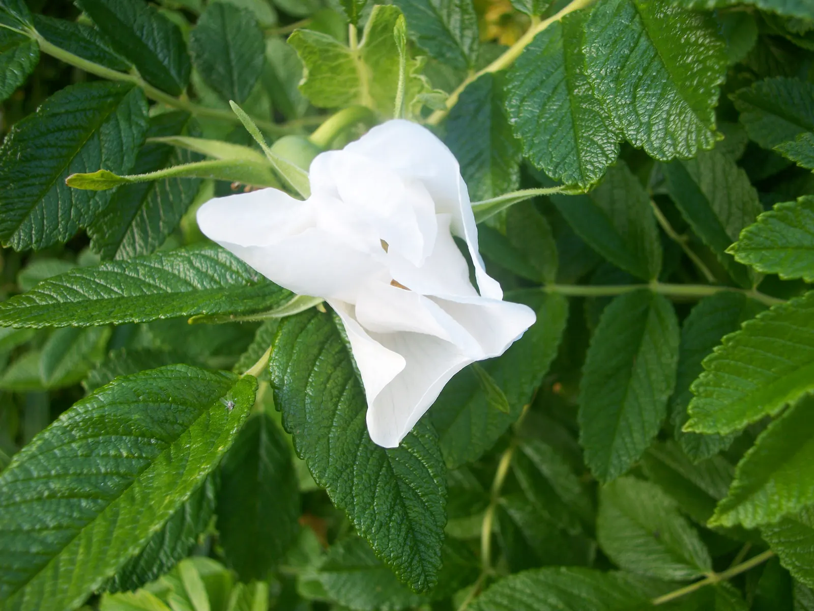 White Rugosa Rose (Rosa Rugosa 'Alba') — Its rugged nature withstands coastal conditions and thrives in zones 3-9; each blossom unfurls from a, image 73