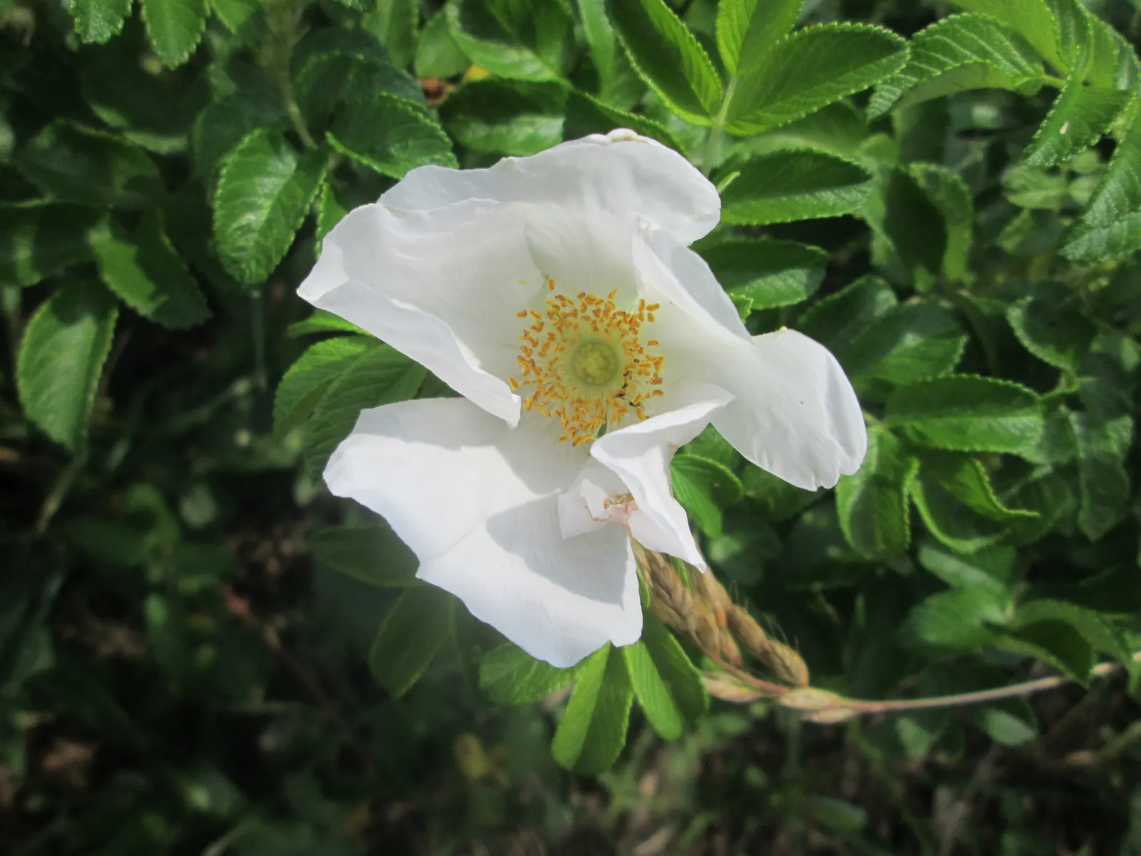 White Rugosa Rose (Rosa Rugosa 'Alba') — or grouped for mass planting; shrub / vine for full or half or shade