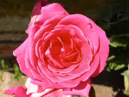 White Rugosa Rose (Rosa Rugosa 'Alba') — This plant prefers full to partial sun exposure to flourish