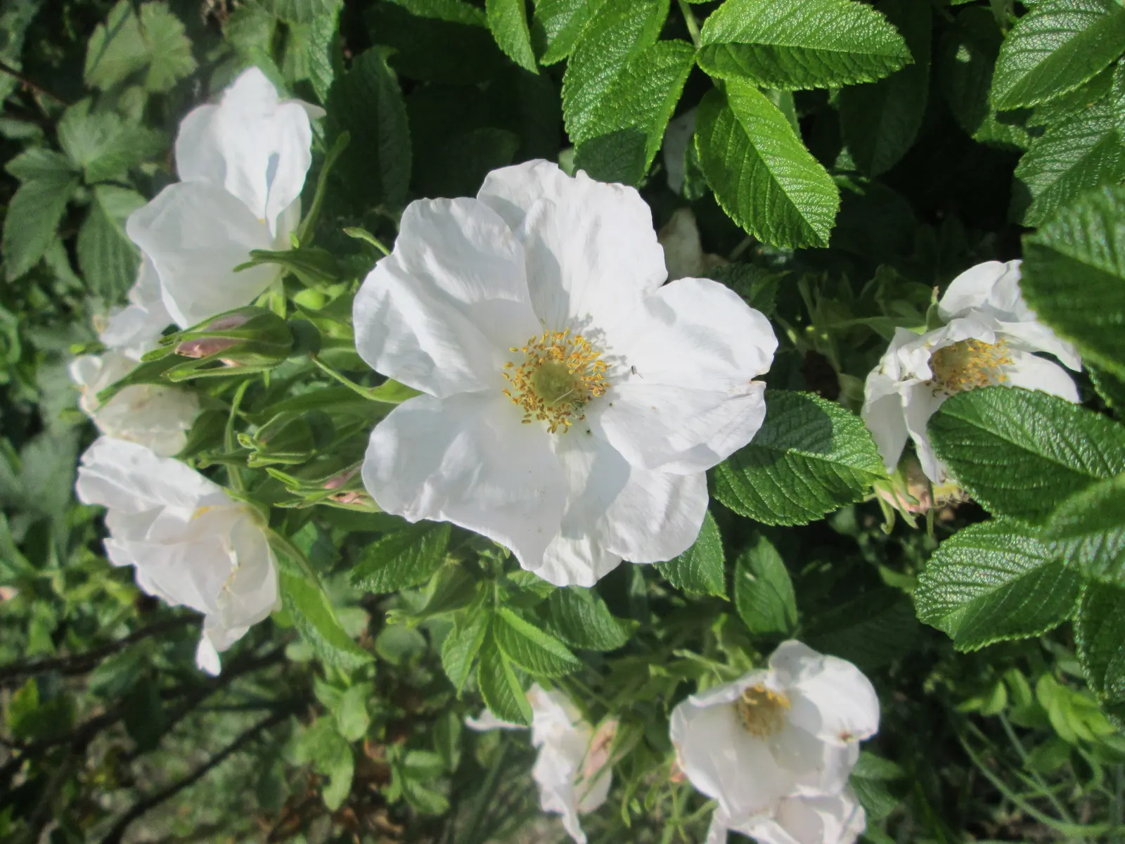 White Rugosa Rose (Rosa Rugosa 'Alba') — typically measuring 3 to 4 inches in diameter; this low-maintenance rose does not require the frequent fertilization