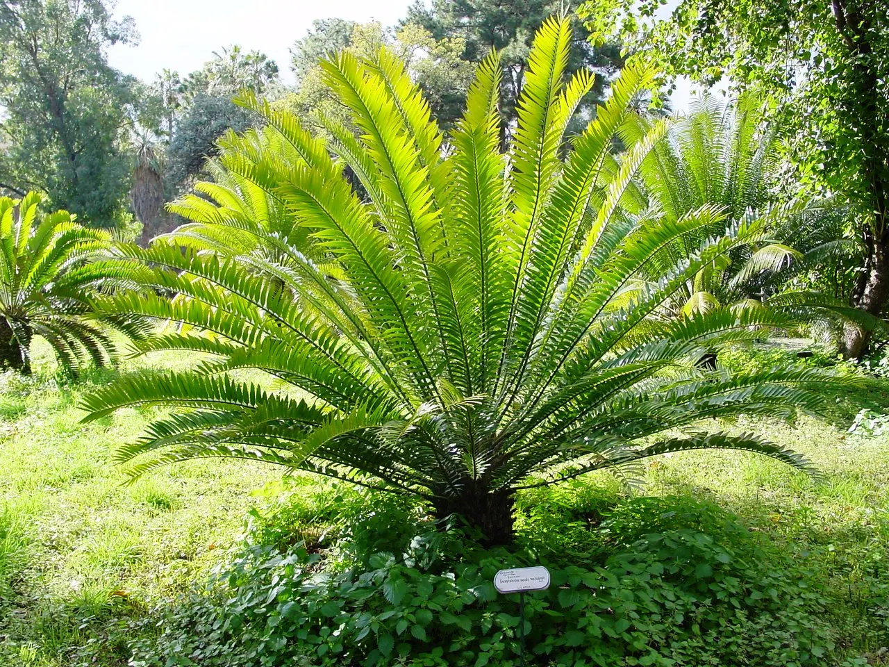 Natal Cycad (Encephalartos Natalensis) — consider its slow growth and eventual size