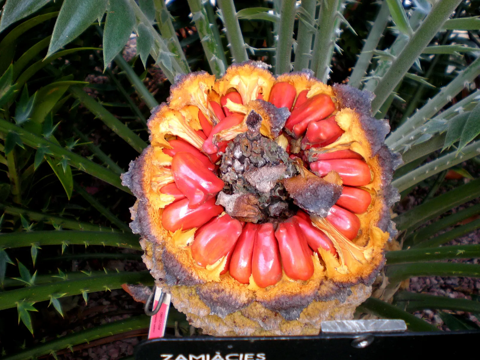 Natal Cycad (Encephalartos Natalensis) — Its striking fronds can grow to lengths of 5 to 7 feet; thriving in USDA zones 9-11, it requires well-drained soil and