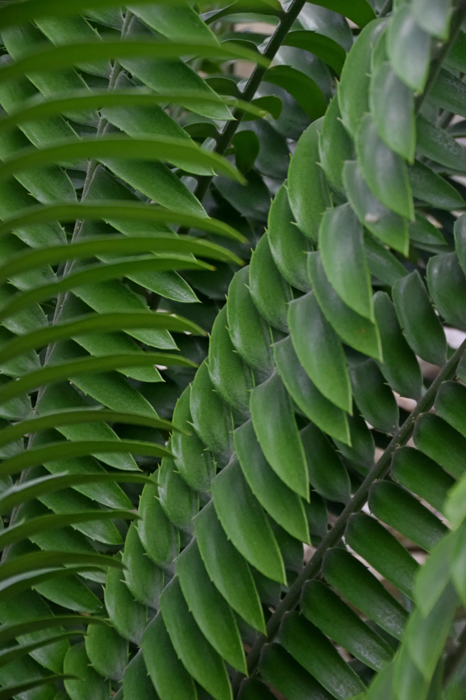 Natal Cycad (Encephalartos Natalensis) — Ideal for focal points in xeriscapes