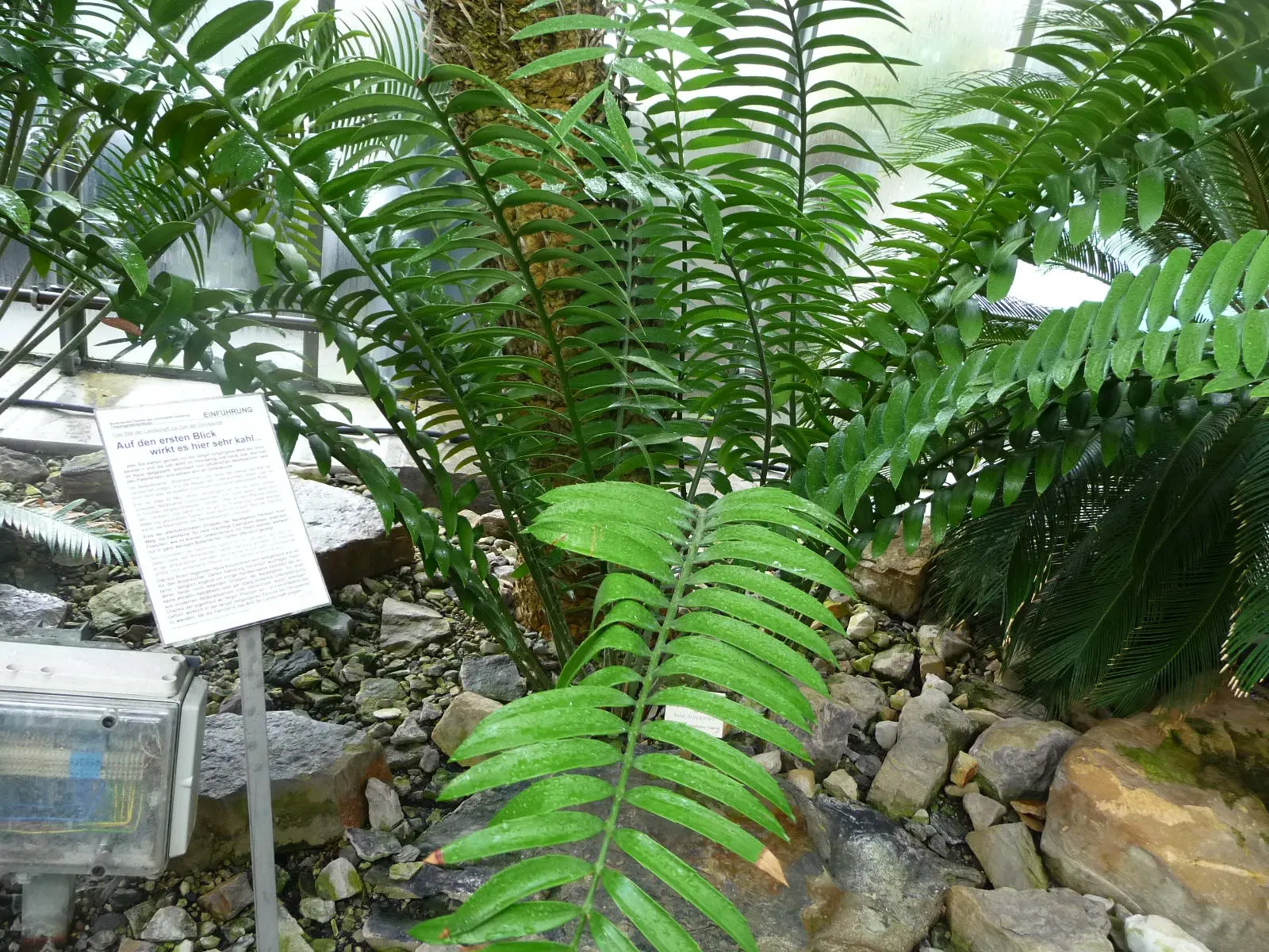 Natal Cycad (Encephalartos Natalensis) — natalensis is a dioecious species, meaning separate male and female plants exist