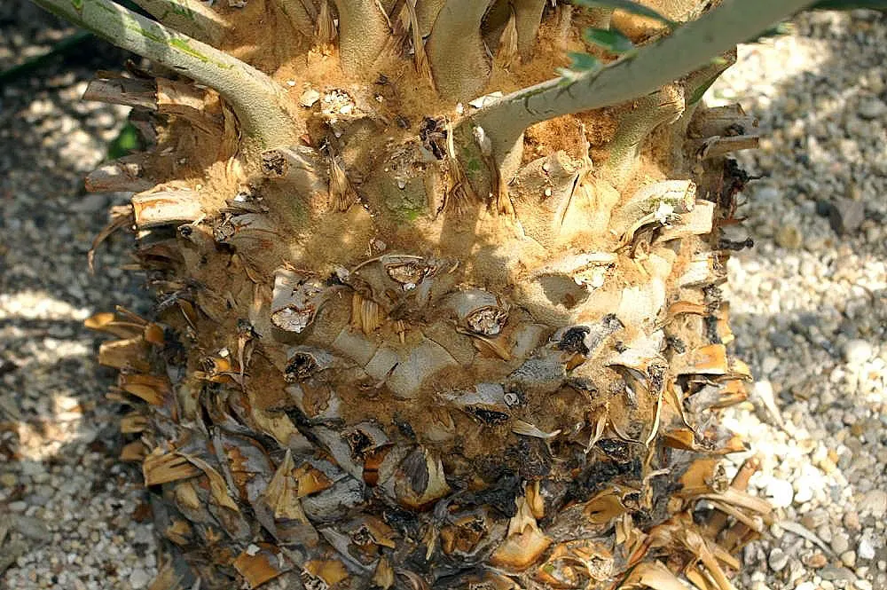 Natal Cycad (Encephalartos Natalensis) — palm-like perennial indigenous to South Africa