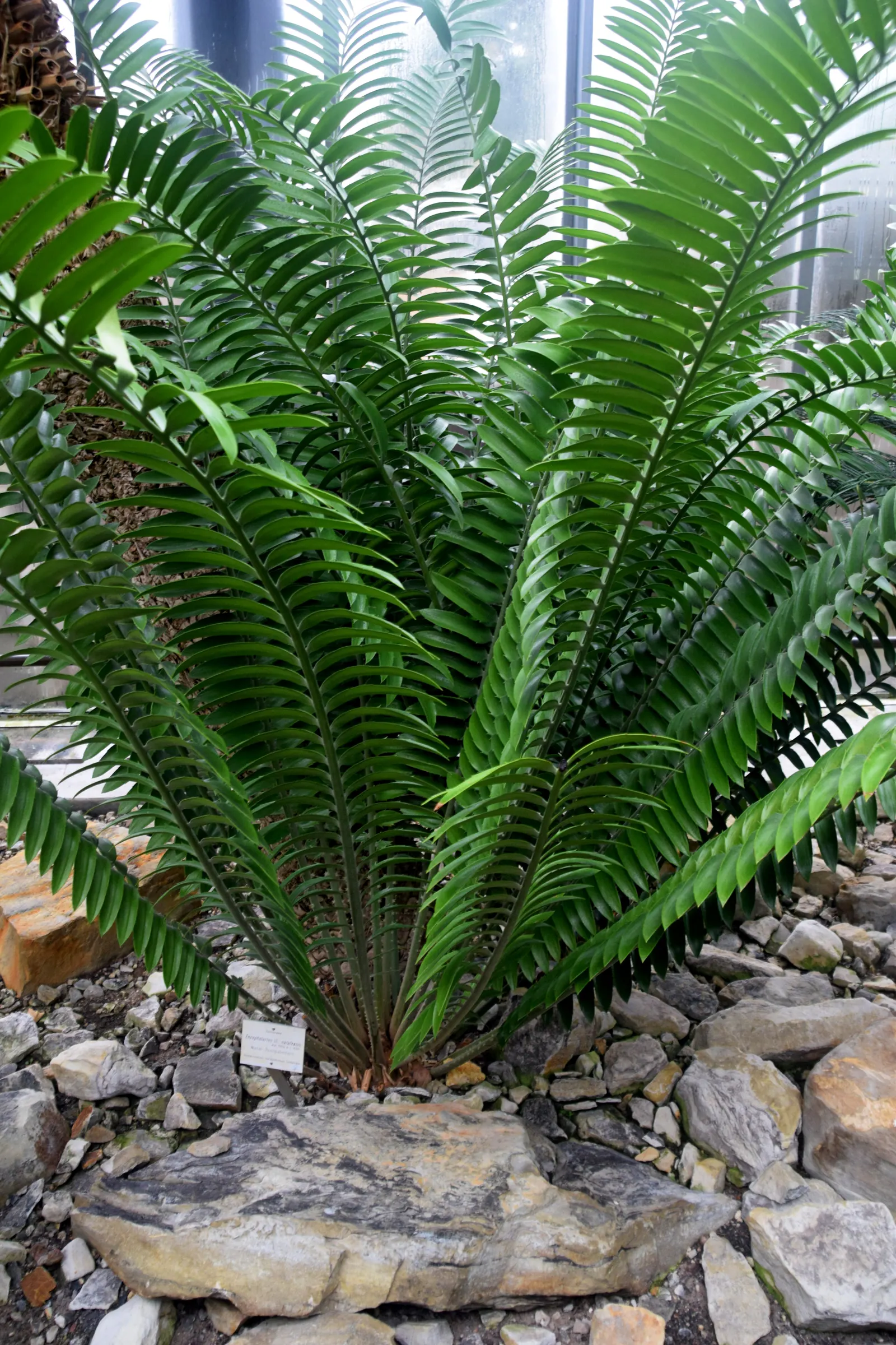 Natal Cycad (Encephalartos Natalensis) — where it thrives in well-drained soils and sunny positions