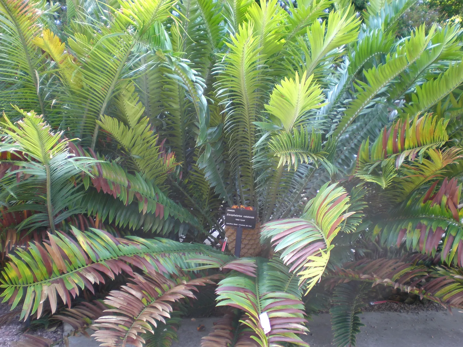 Natal Cycad (Encephalartos Natalensis) — commonly called the Karoo Cycad