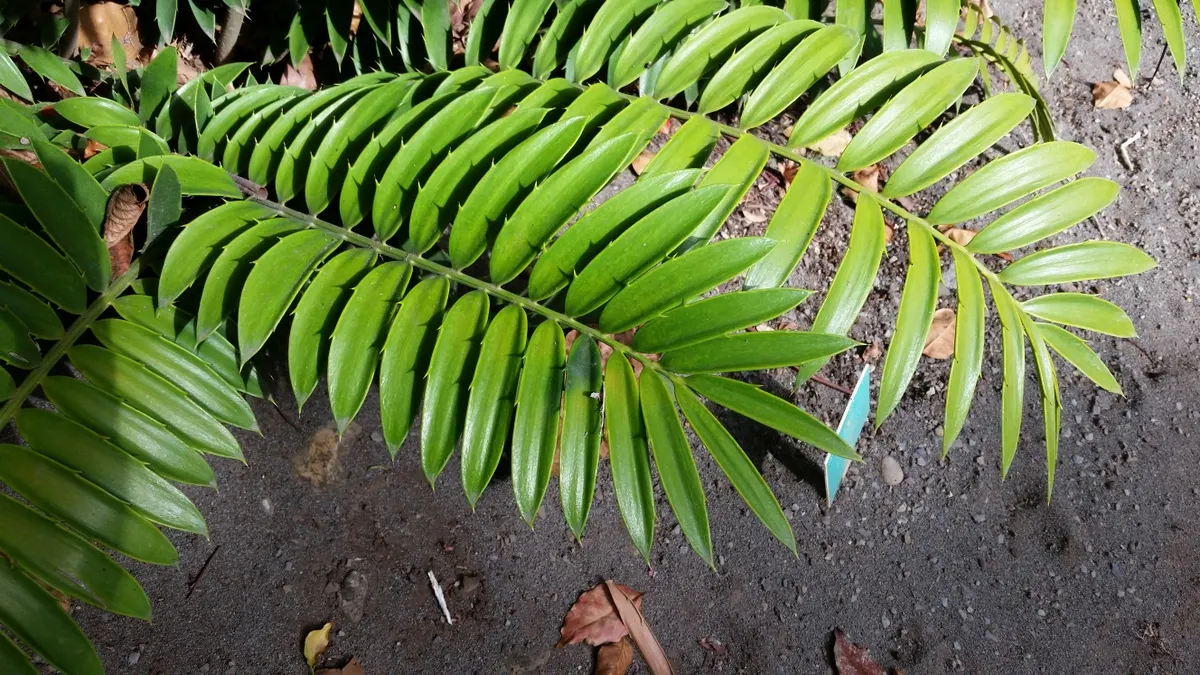 Natal Cycad (Encephalartos Natalensis) — curving outward from a central trunk that may become stout and woody over time; sculptural elegance to the