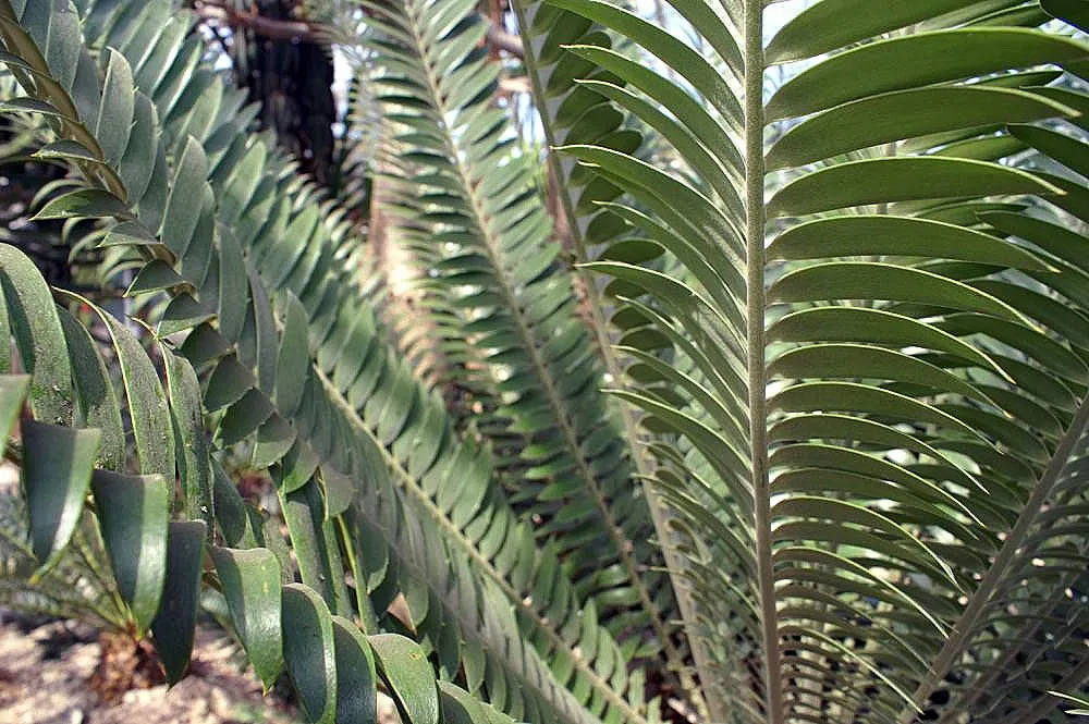 Natal Cycad (Encephalartos Natalensis) — sculptural elegance to the landscape.<br><br>Typically; curving outward from a central trunk that may become stout and