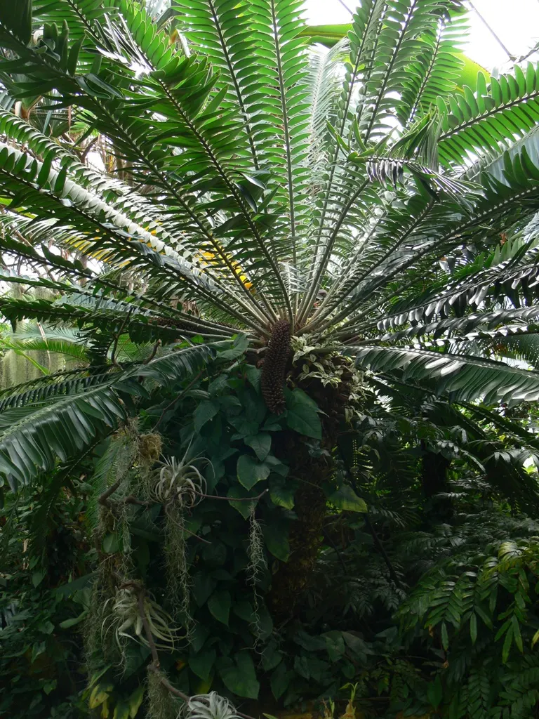 Natal Cycad (Encephalartos Natalensis) — Its arching, pinnate fronds grow up to 10 feet long, displaying glossy, dark green leaflets; ideal for focal points in