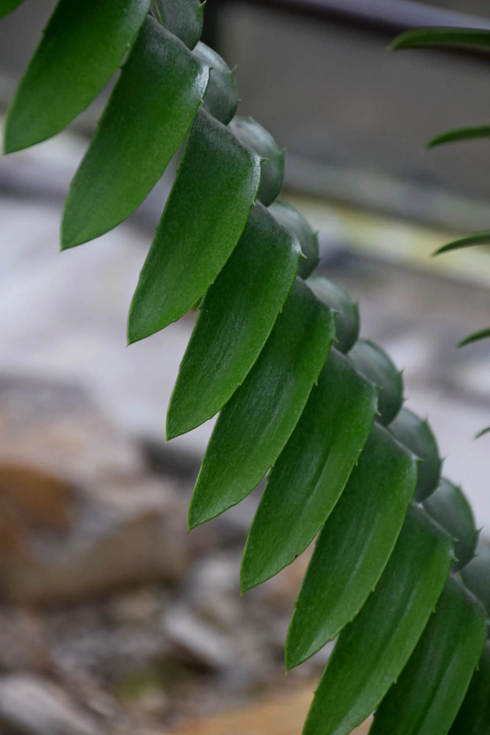 Natal Cycad (Encephalartos Natalensis) — sculptural elegance to the landscape.<br><br>Typically