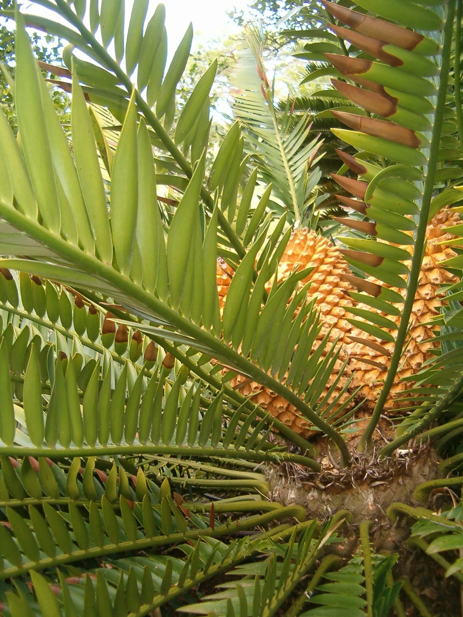Natal Cycad (Encephalartos Natalensis) — Ideal for focal points in xeriscapes; its arching, pinnate fronds grow up to 10 feet long, displaying glossy, dark