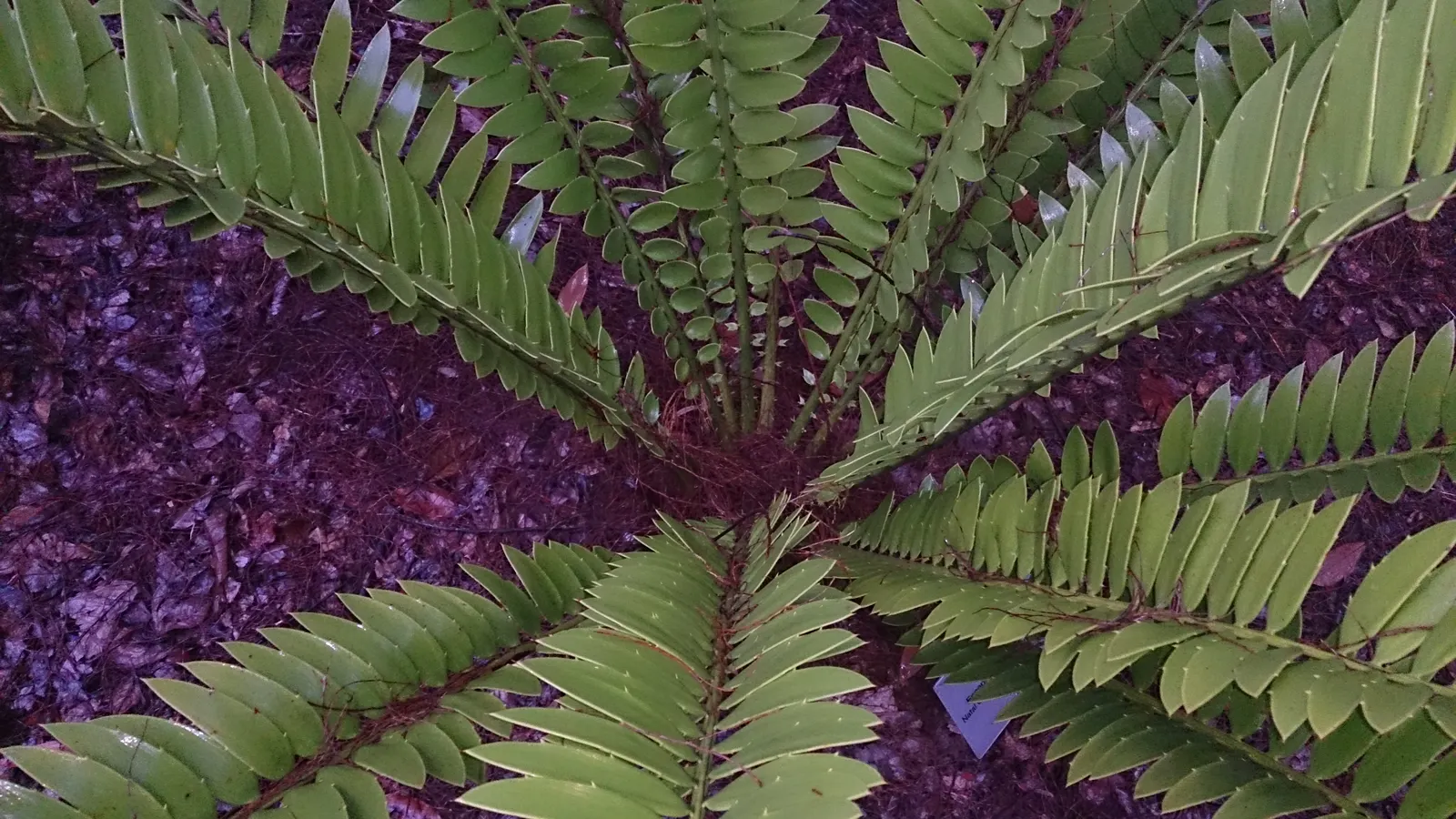 Natal Cycad (Encephalartos Natalensis) — Its striking fronds can grow to lengths of 5 to 7 feet