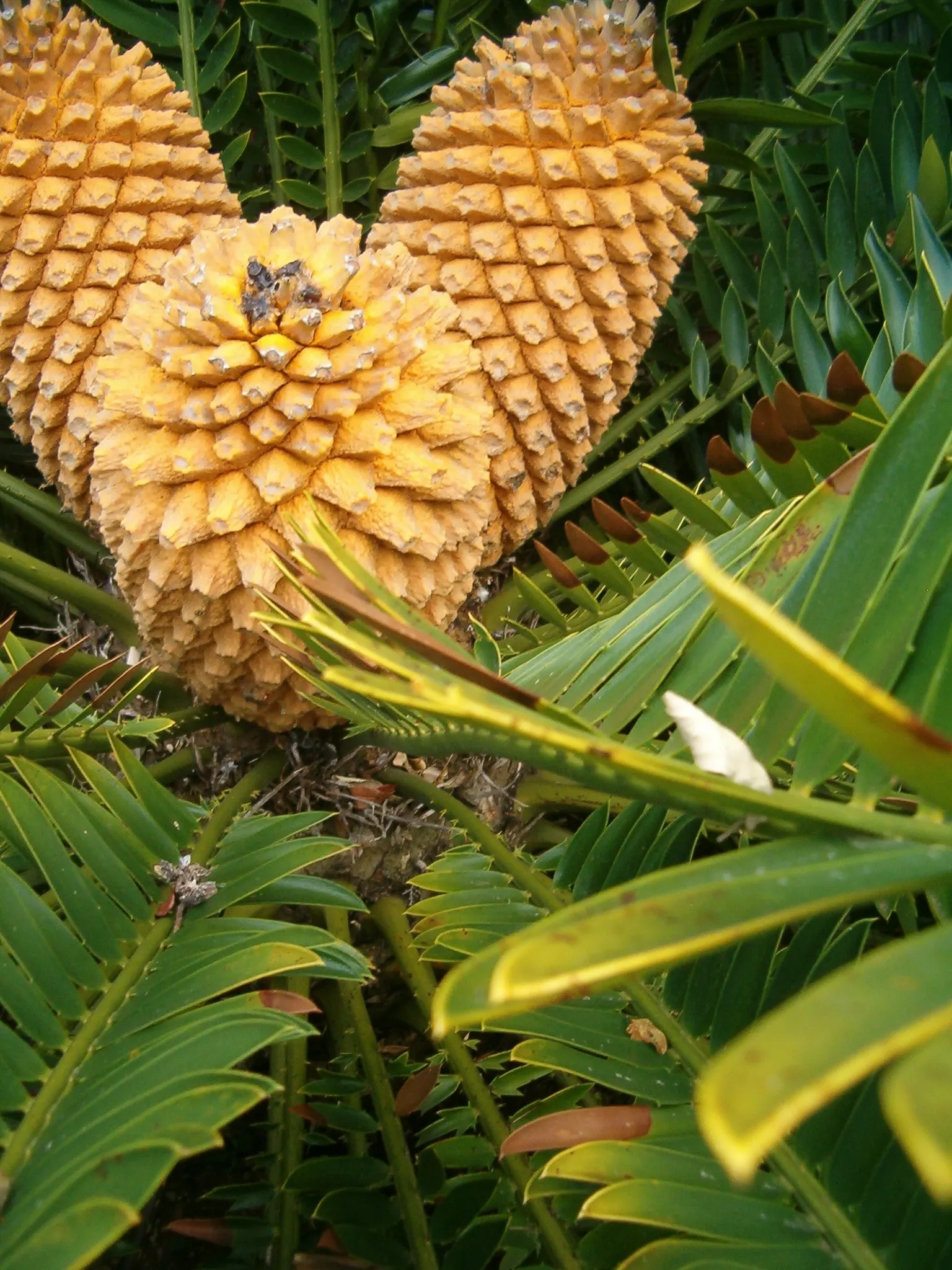 Natal Cycad (Encephalartos Natalensis) — It requires minimal maintenance but should be provided with adequate space to accommodate its future spread