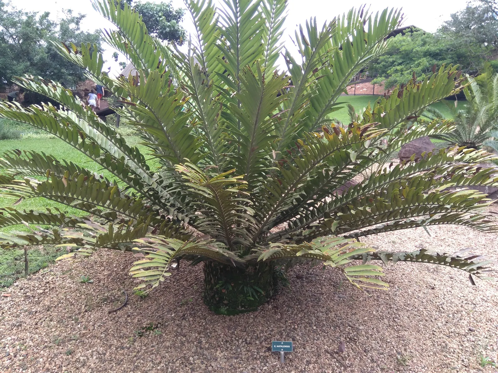 Natal Cycad (Encephalartos Natalensis) — though it does appreciate occasional deep watering during extended dry spells.<br><br>For clients