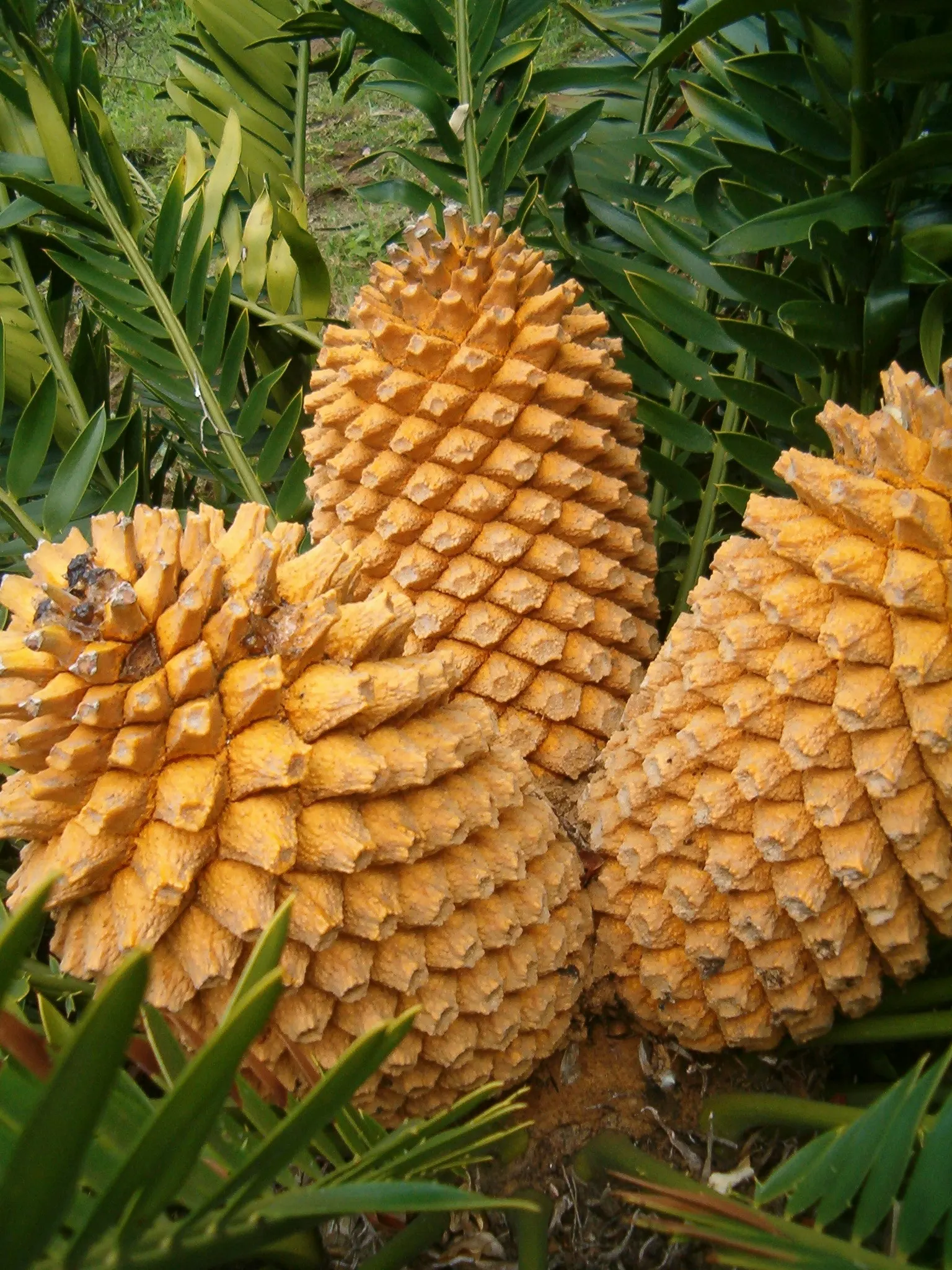 Natal Cycad (Encephalartos Natalensis) — commonly called the Karoo Cycad; as an integral component of distinctive xeriscaping designs