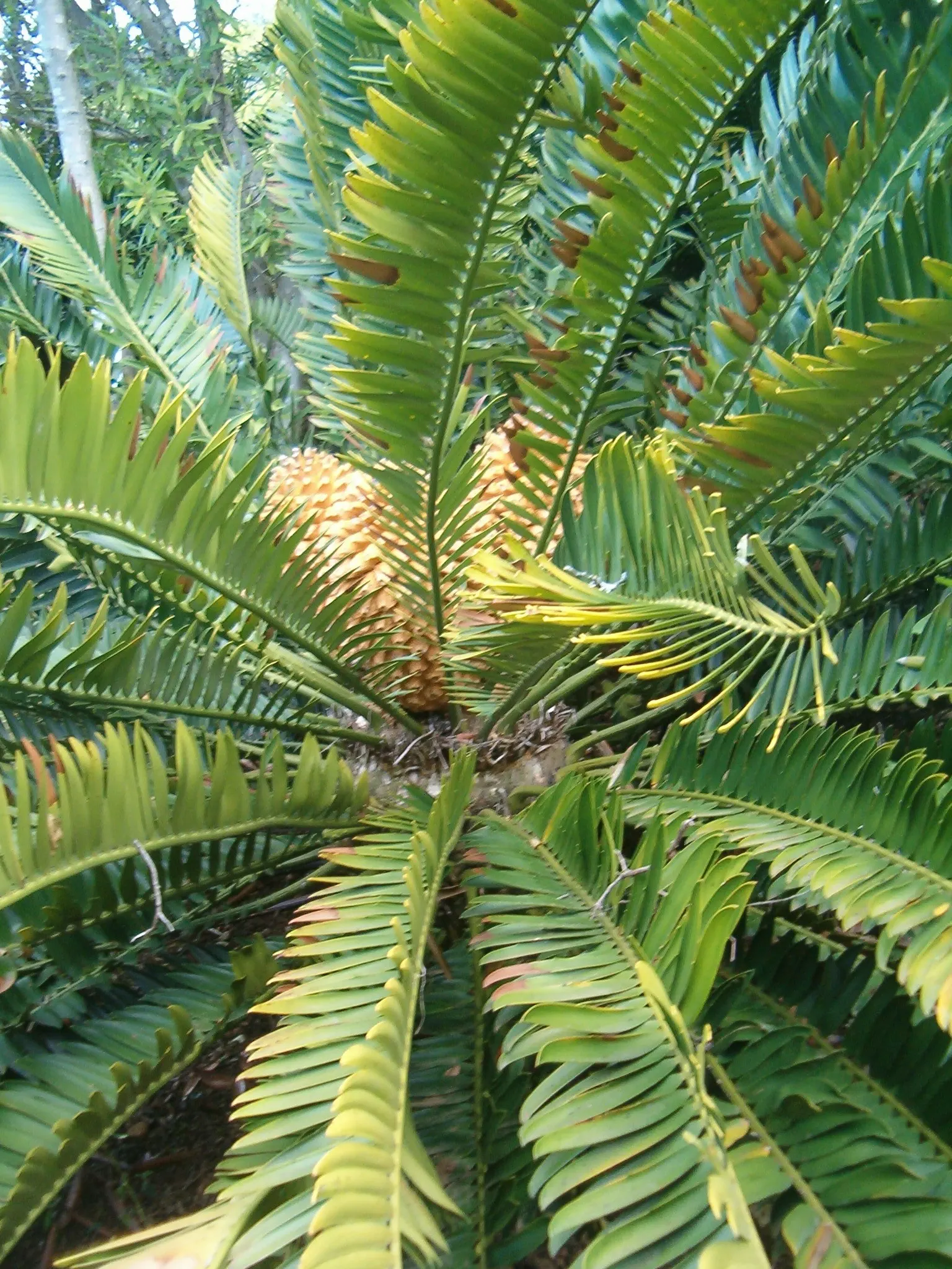 Natal Cycad (Encephalartos Natalensis) — the Karoo Cycad is both drought-tolerant and hardy
