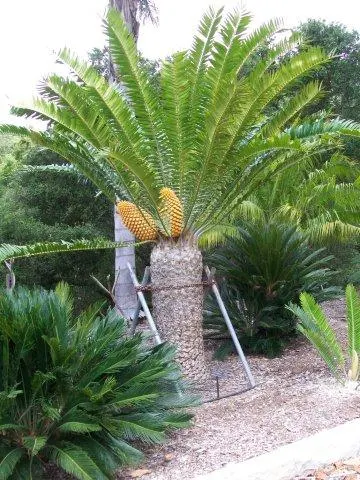 Natal Cycad (Encephalartos Natalensis) — Thriving in USDA zones 9-11, it requires well-drained soil and partial shade; its striking fronds can grow to lengths