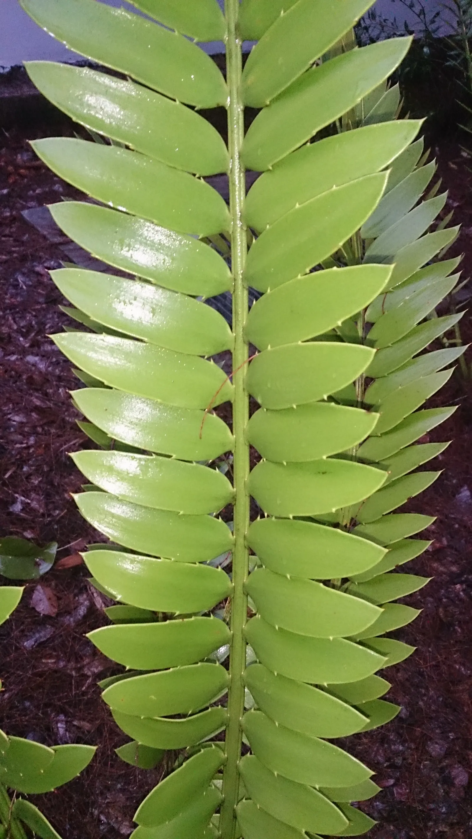 Natal Cycad (Encephalartos Natalensis) — barrel-shaped cones of about 1 to 1.5 feet long