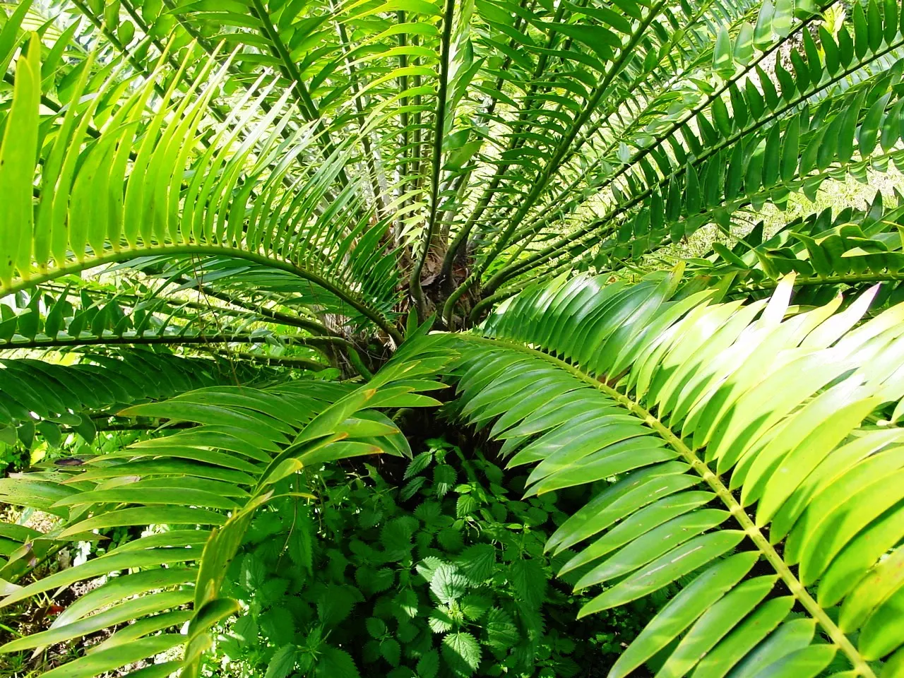 Natal Cycad (Encephalartos Natalensis) — Ideal as a focal point or accent plant