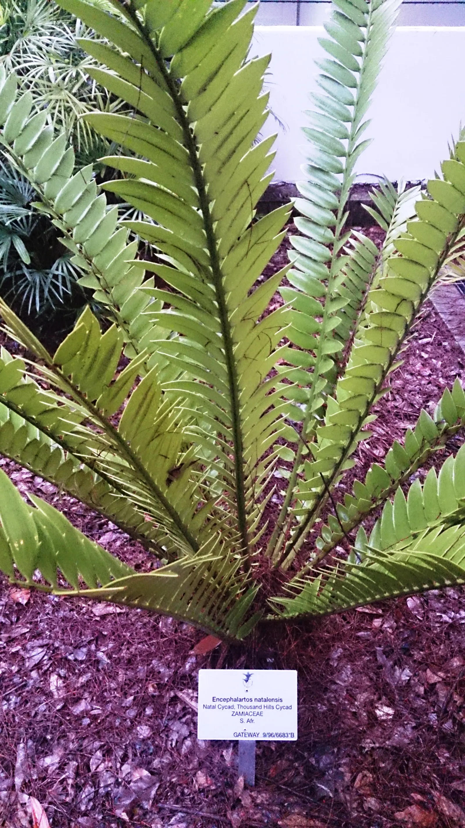 Natal Cycad (Encephalartos Natalensis) — curving outward from a central trunk that may become stout and woody over time