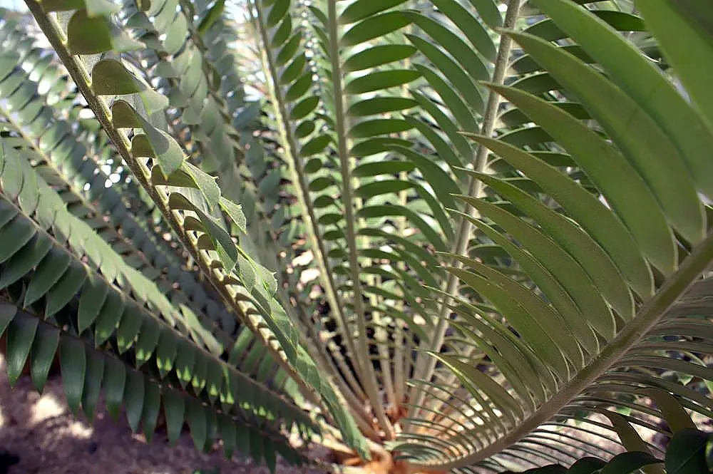 Natal Cycad (Encephalartos Natalensis) — Drought-tolerant once established, it adds a prehistoric elegance to landscapes