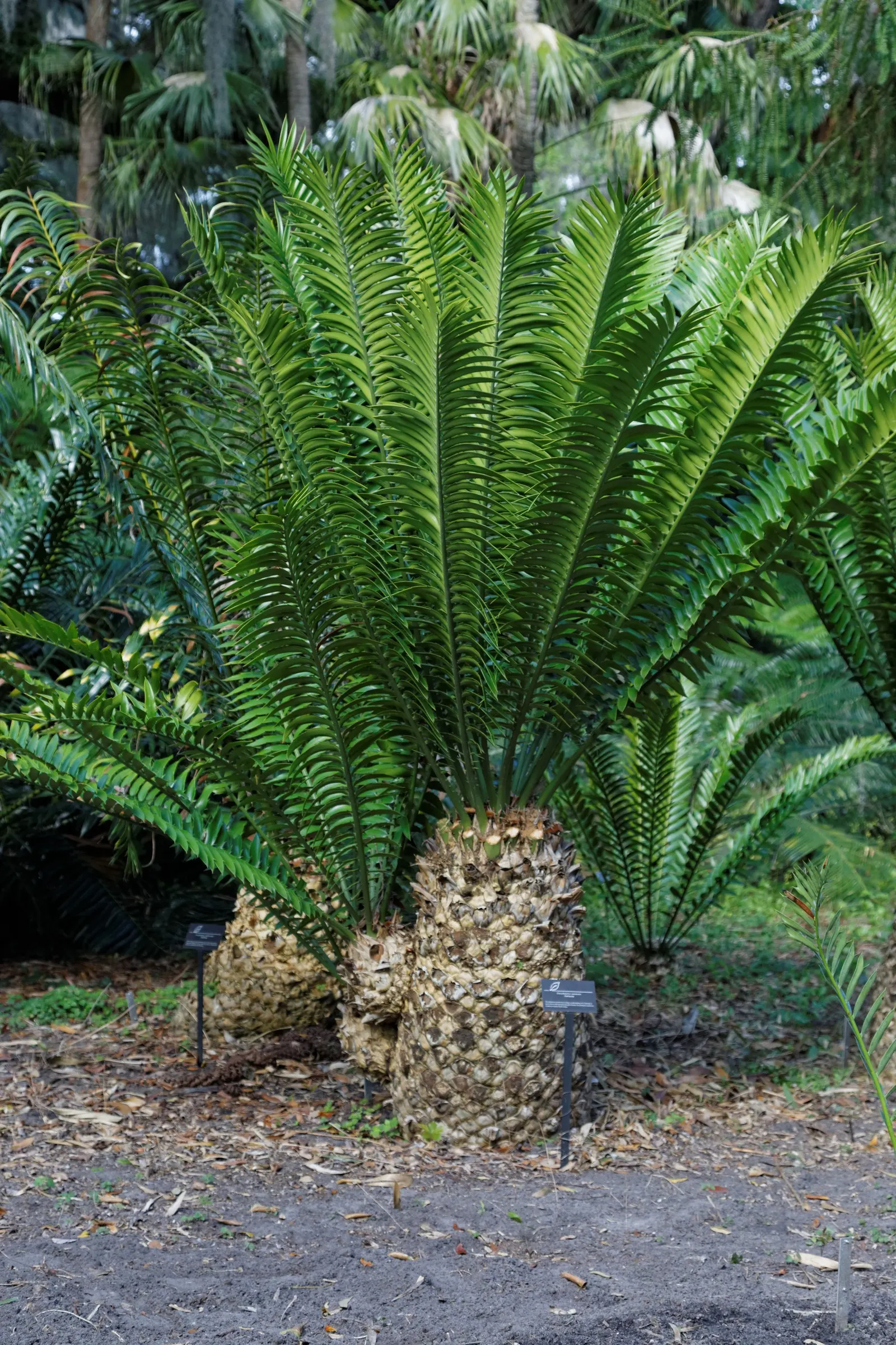 Natal Cycad (Encephalartos Natalensis) — where it thrives in well-drained soils and sunny positions; coping well with arid conditions once established