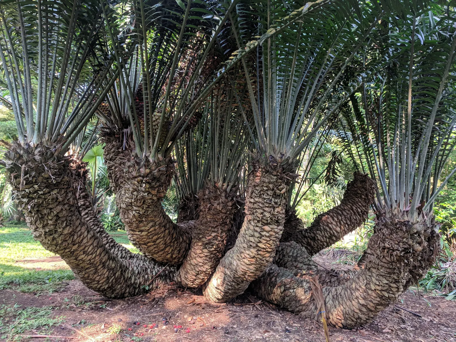 Natal Cycad (Encephalartos Natalensis) — the Karoo Cycad reaches an impressive height of 6 to 10 feet with a spread of 4 to 6 feet once mature; it requires