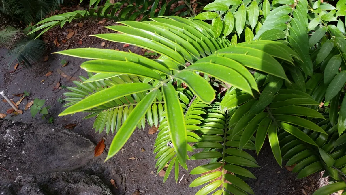 Natal Cycad (Encephalartos Natalensis) — As an integral component of distinctive xeriscaping designs; commonly called the Karoo Cycad