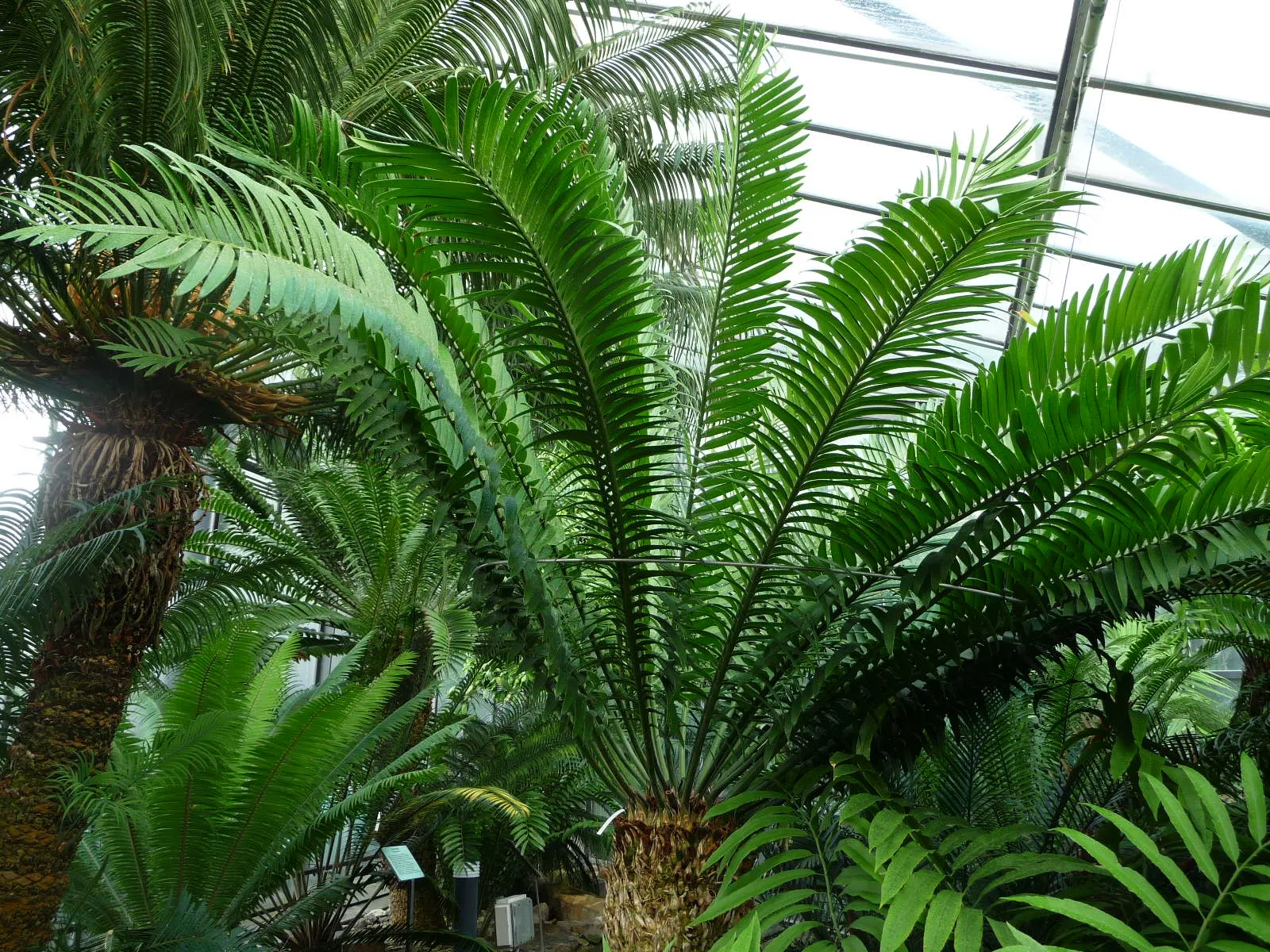Natal Cycad (Encephalartos Natalensis) — Its arching, pinnate fronds grow up to 10 feet long, displaying glossy, dark green leaflets