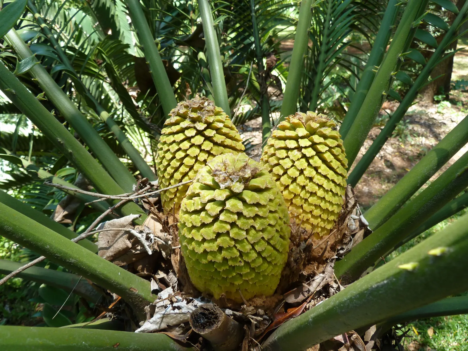 Natal Cycad (Encephalartos Natalensis) — the Karoo Cycad reaches an impressive height of 6 to 10 feet with a spread of 4 to 6 feet once mature