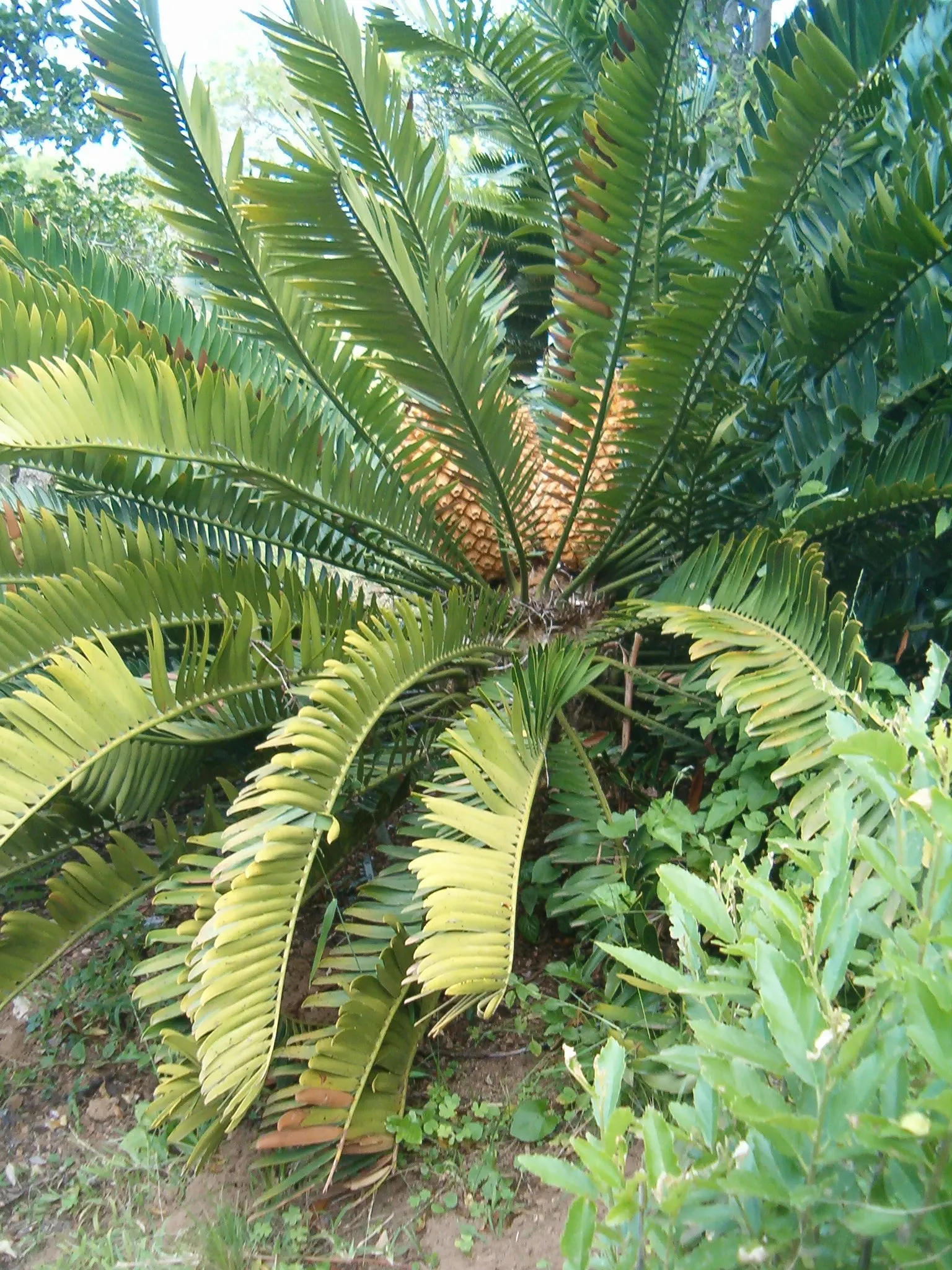Natal Cycad (Encephalartos Natalensis) — cylindrical cones.<br><br>When incorporating this cycad into garden designs