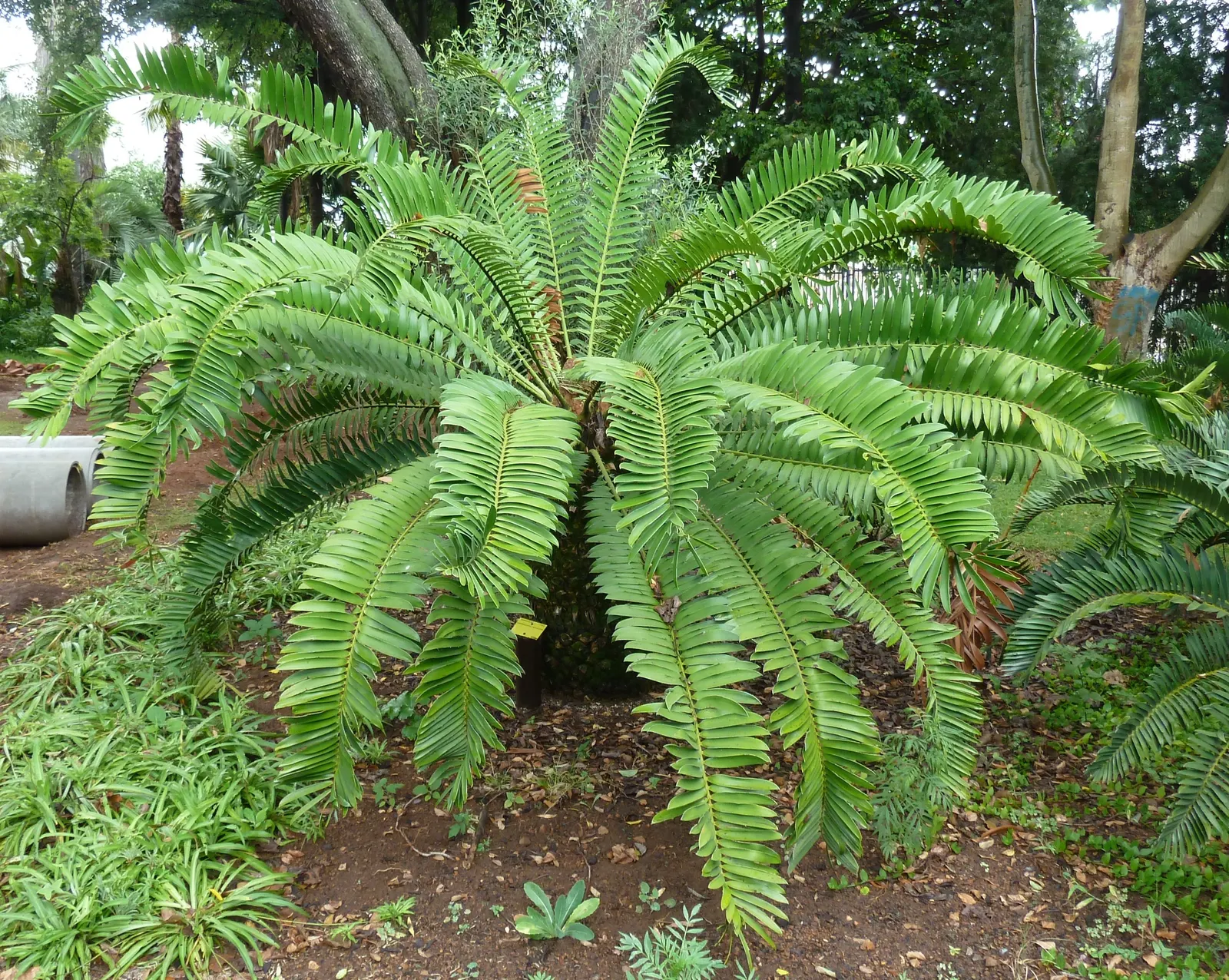 Natal Cycad (Encephalartos Natalensis) — presenting a dramatic rosette that offers year-round visual interest.<br><br>Importantly; and males producing smaller