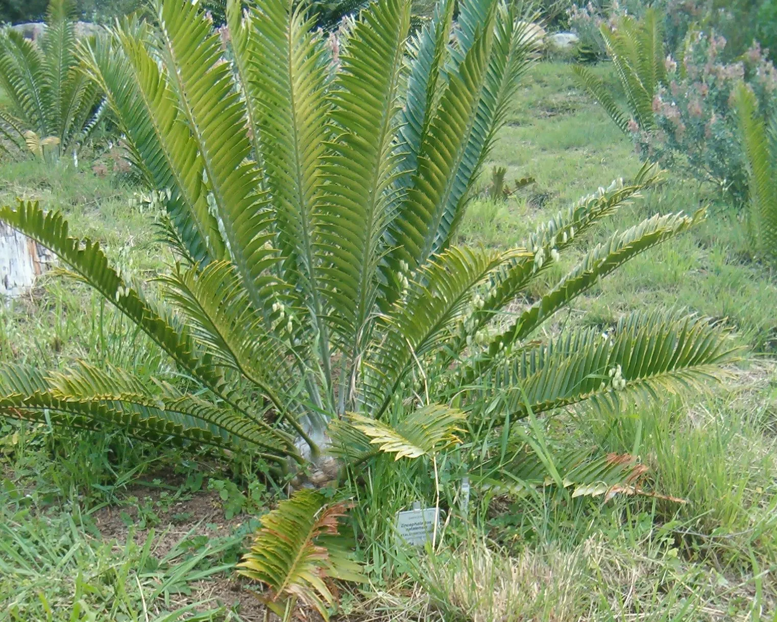 Natal Cycad (Encephalartos Natalensis) — Thriving in USDA zones 9-11, it requires well-drained soil and partial shade