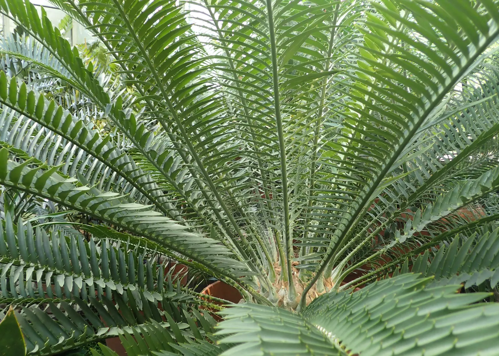 Natal Cycad (Encephalartos Natalensis) — As an integral component of distinctive xeriscaping designs