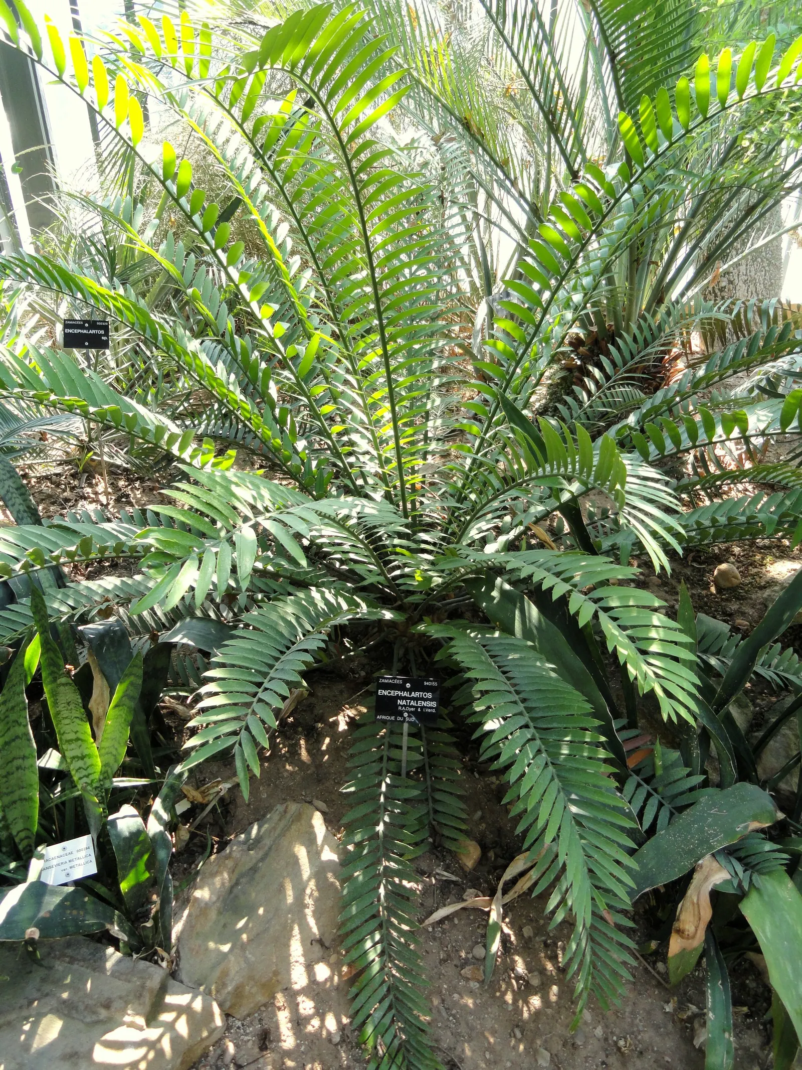 Natal Cycad (Encephalartos Natalensis) — palm for half