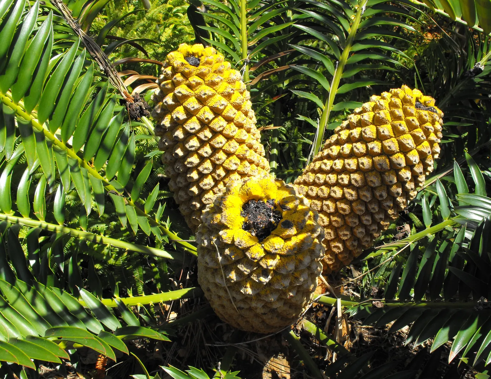Natal Cycad (Encephalartos Natalensis) — palm-like perennial indigenous to South Africa; barrel-shaped cones of about 1 to 1.5 feet long