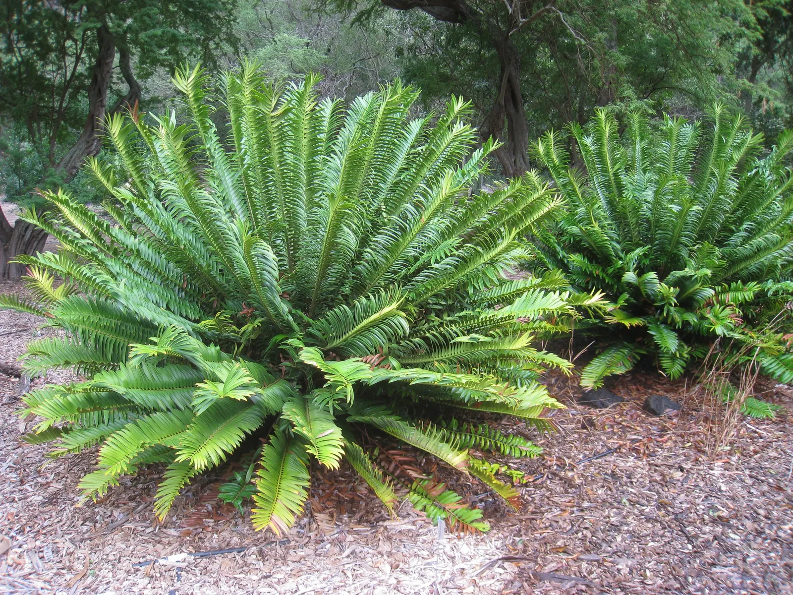 Natal Cycad (Encephalartos Natalensis) — coping well with arid conditions once established