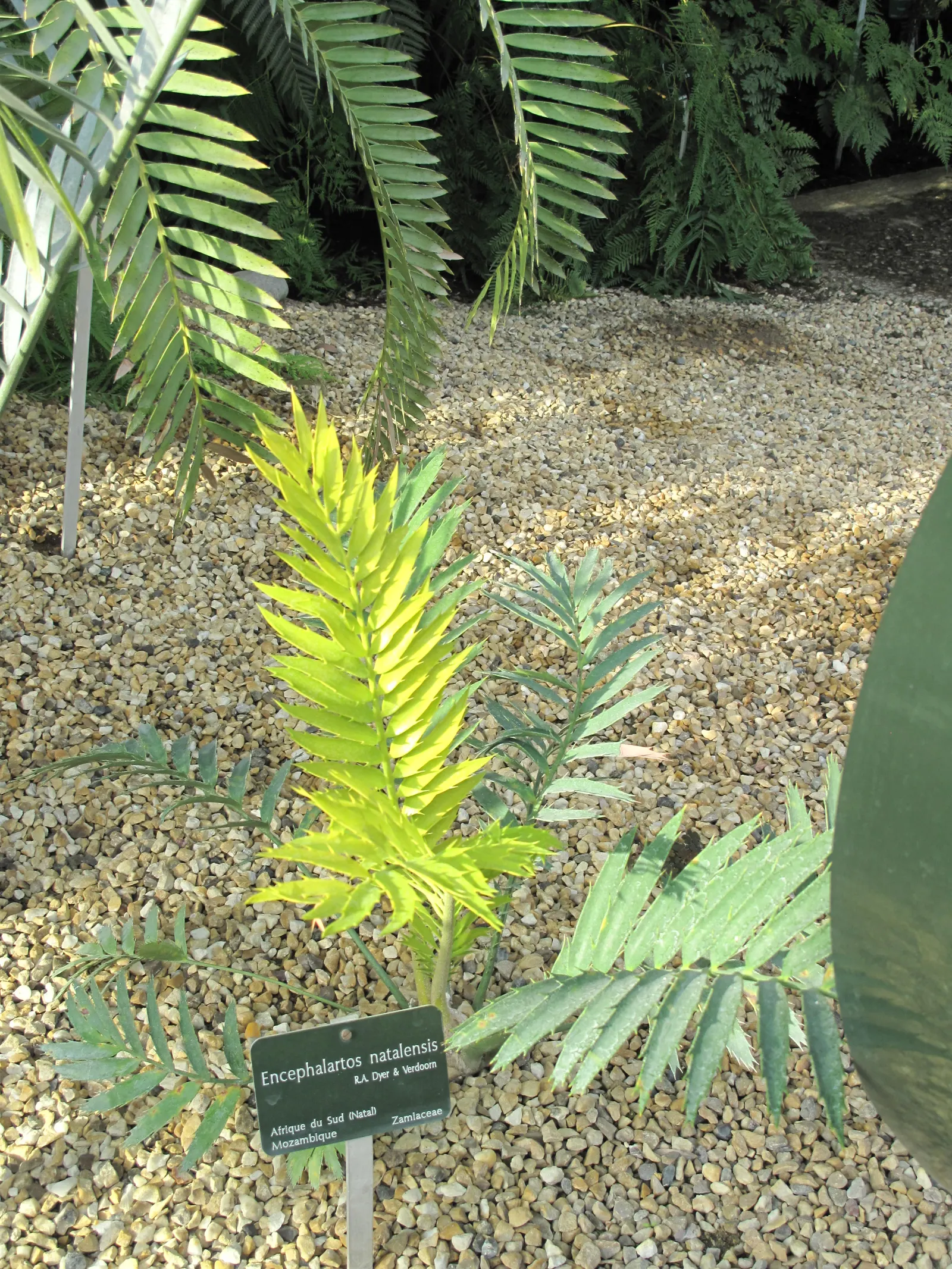 Natal Cycad (Encephalartos Natalensis) — Drought-tolerant once established, it adds a prehistoric elegance to landscapes; consider its slow growth and eventual