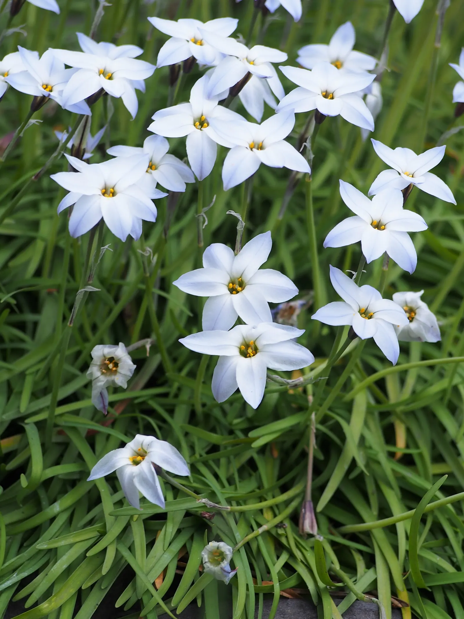 Spring Starflower (Ipheion Uniflorum) — with bulbs multiplying over time; bulb for full or half or shade