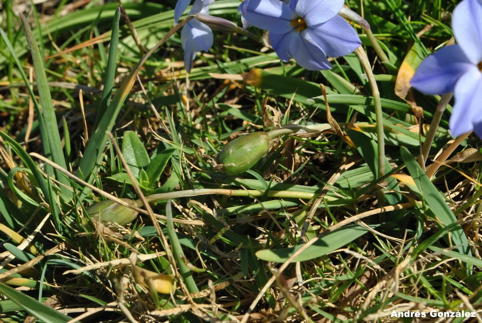 Spring Starflower (Ipheion Uniflorum) — The blooms themselves vary in color; hardy in zones 5-9, it thrives in well-drained soil and full to, image 64