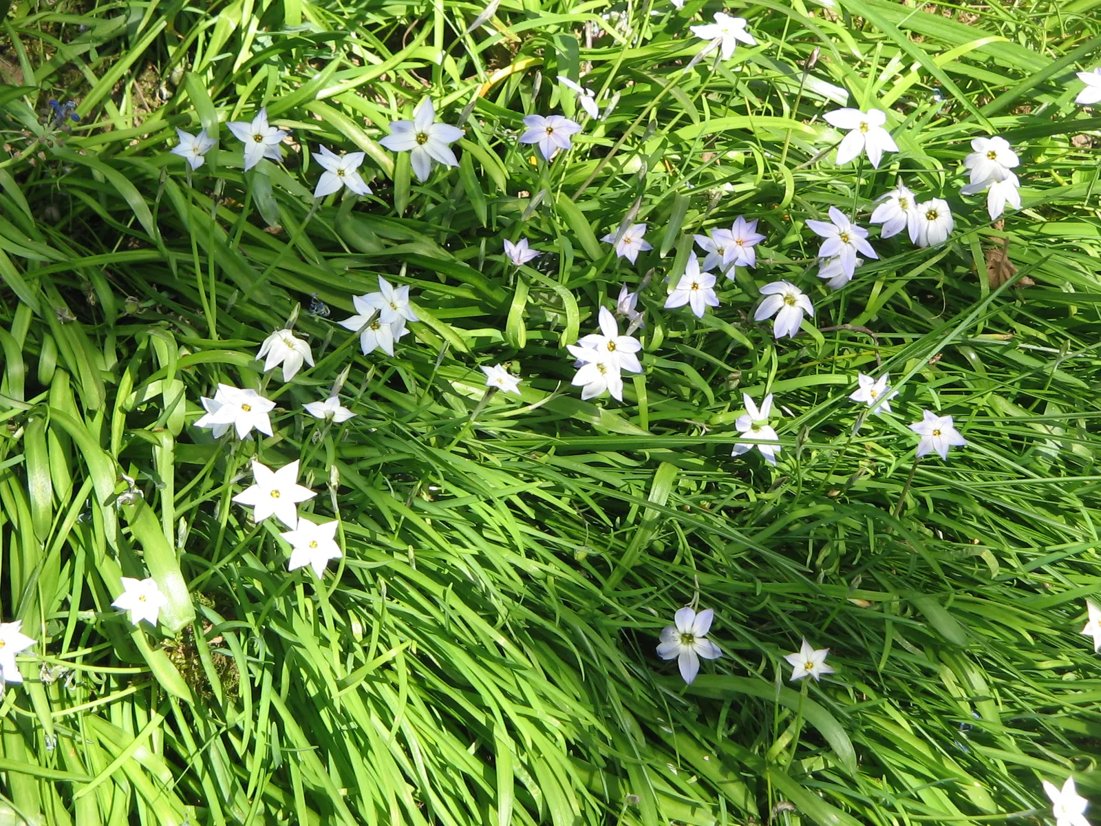 Spring Starflower (Ipheion Uniflorum) — it's drought-tolerant and requires minimal maintenance