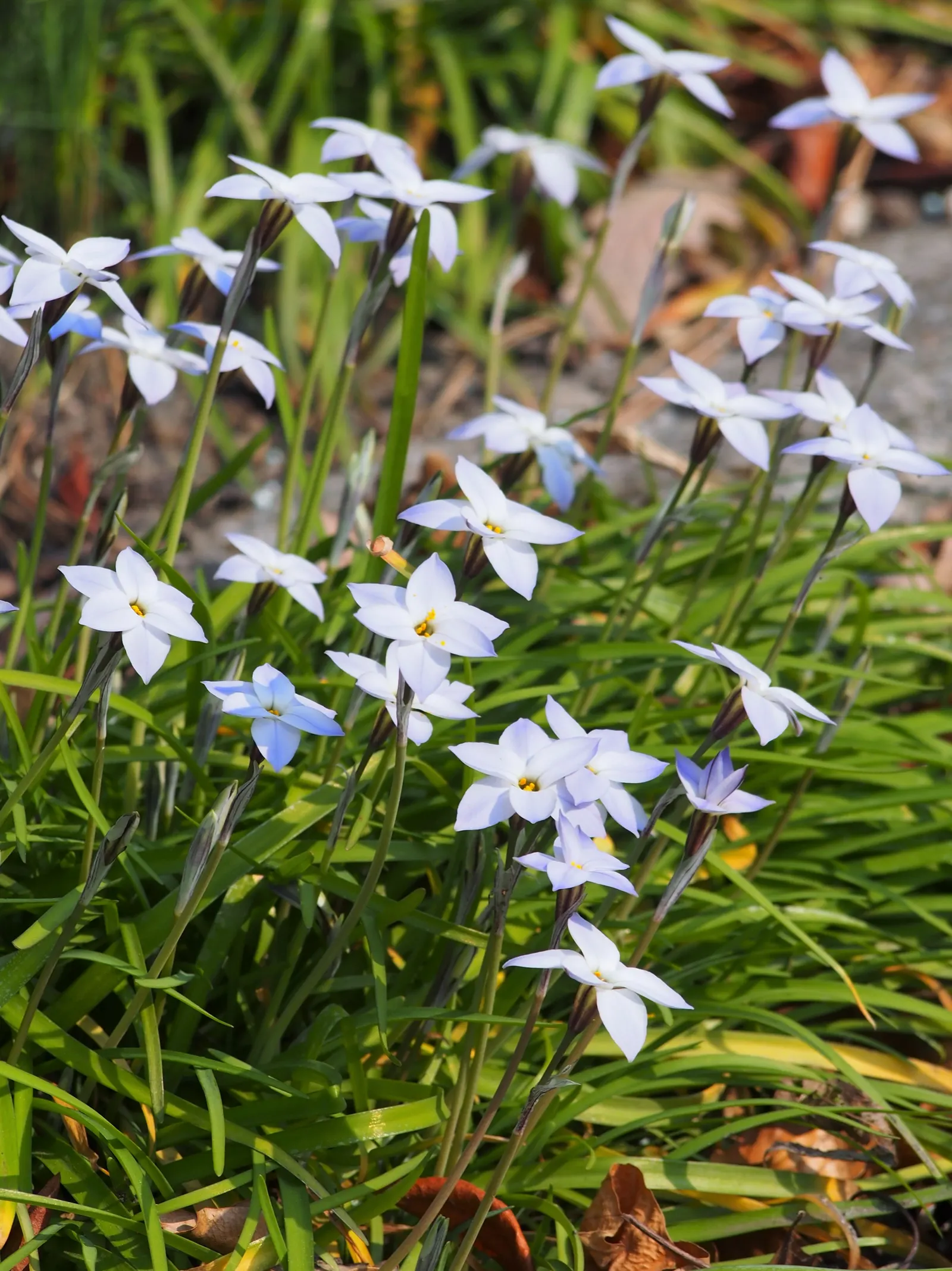 Spring Starflower (Ipheion Uniflorum) — bulb for full or half or shade; one ensures an early burst of color and cheer well into late spring