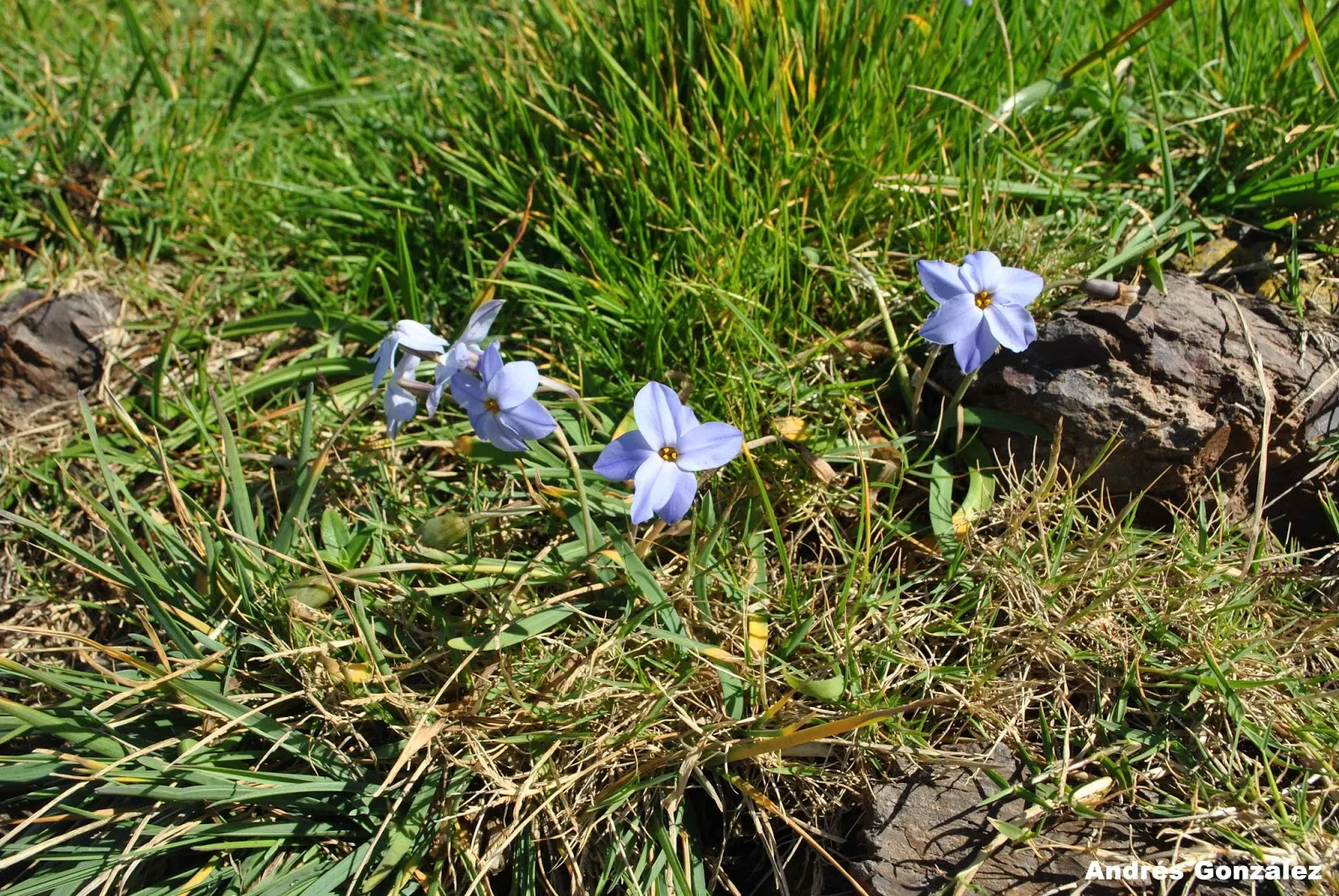 Spring Starflower (Ipheion Uniflorum) — making it a worry-free addition to any landscape; each with a central crown that offers a subtle, image 99