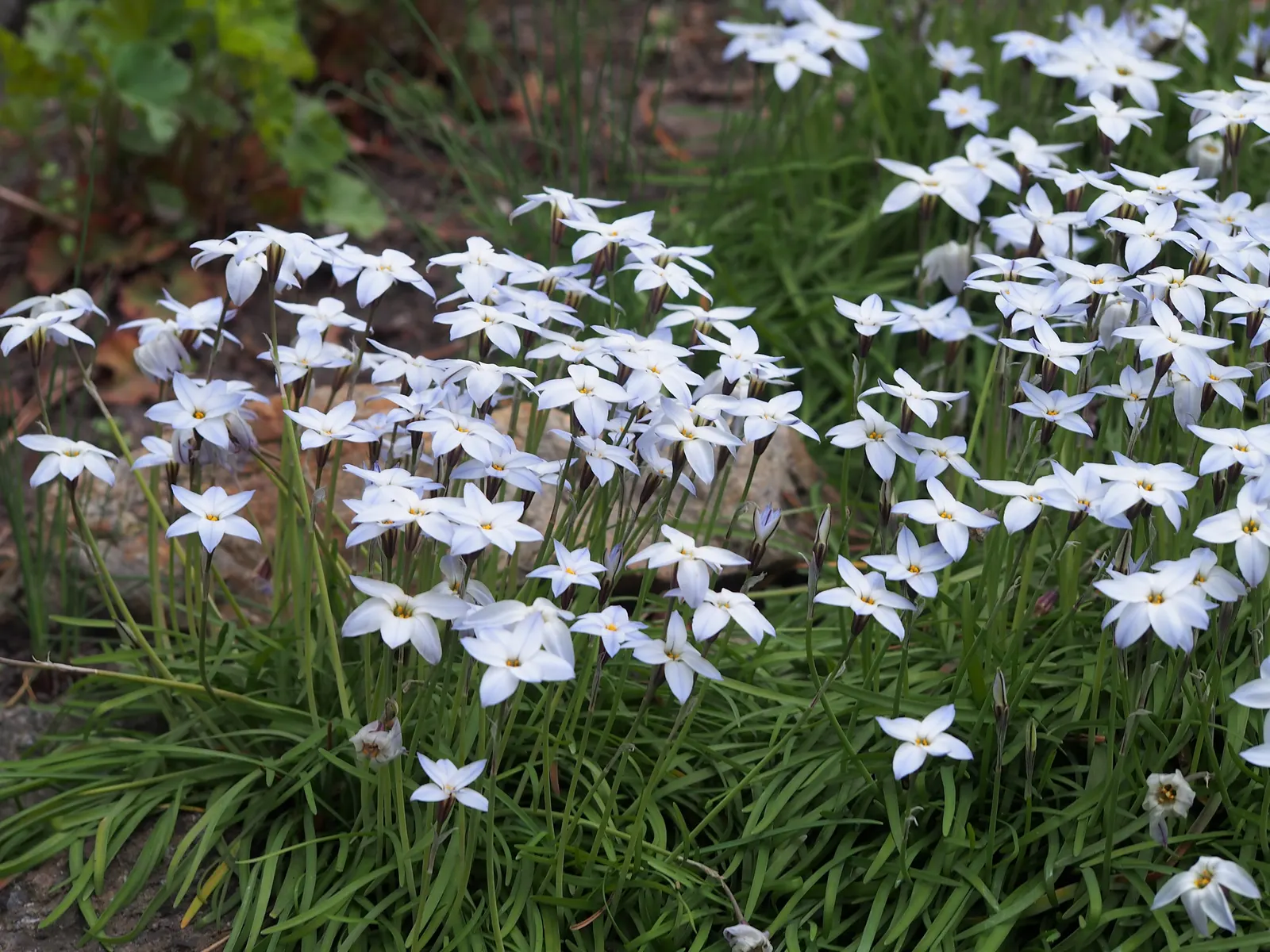 Spring Starflower (Ipheion Uniflorum) — is an enchanting perennial that brings early spring charm with its star-shaped; ideal for rock gardens and borders, it