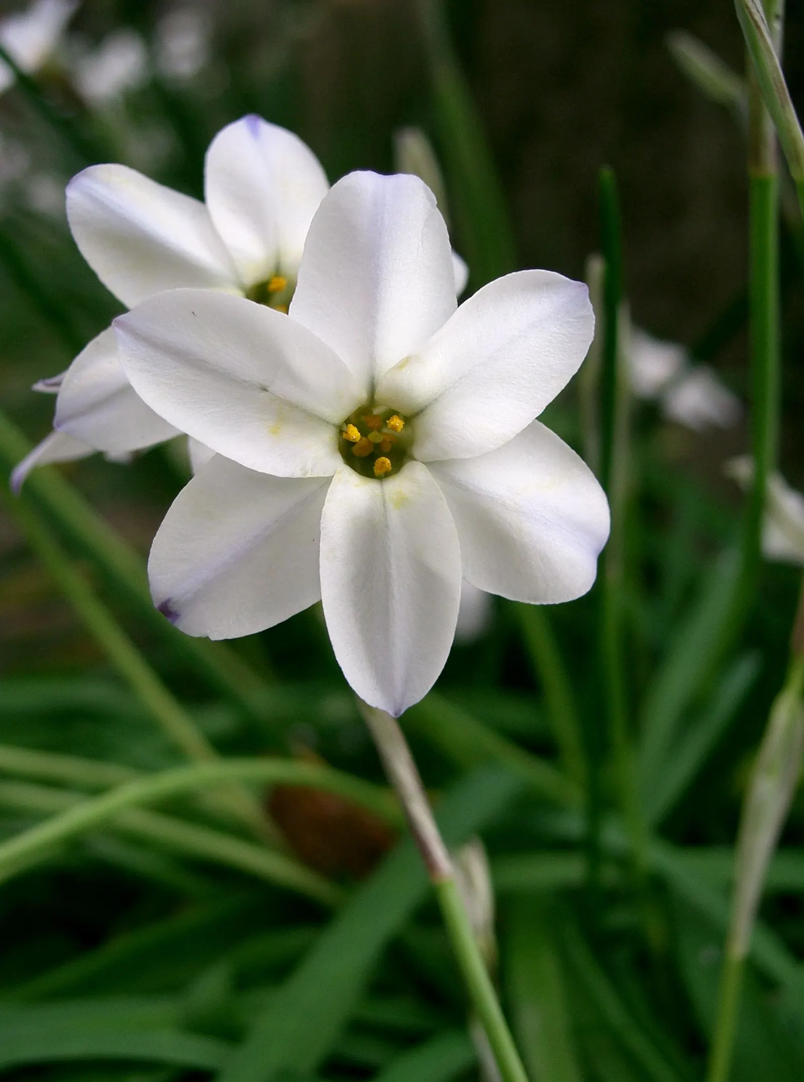 Spring Starflower (Ipheion Uniflorum) — each with a central crown that offers a subtle; this plant is tough and can handle USDA hardiness zones, image 92