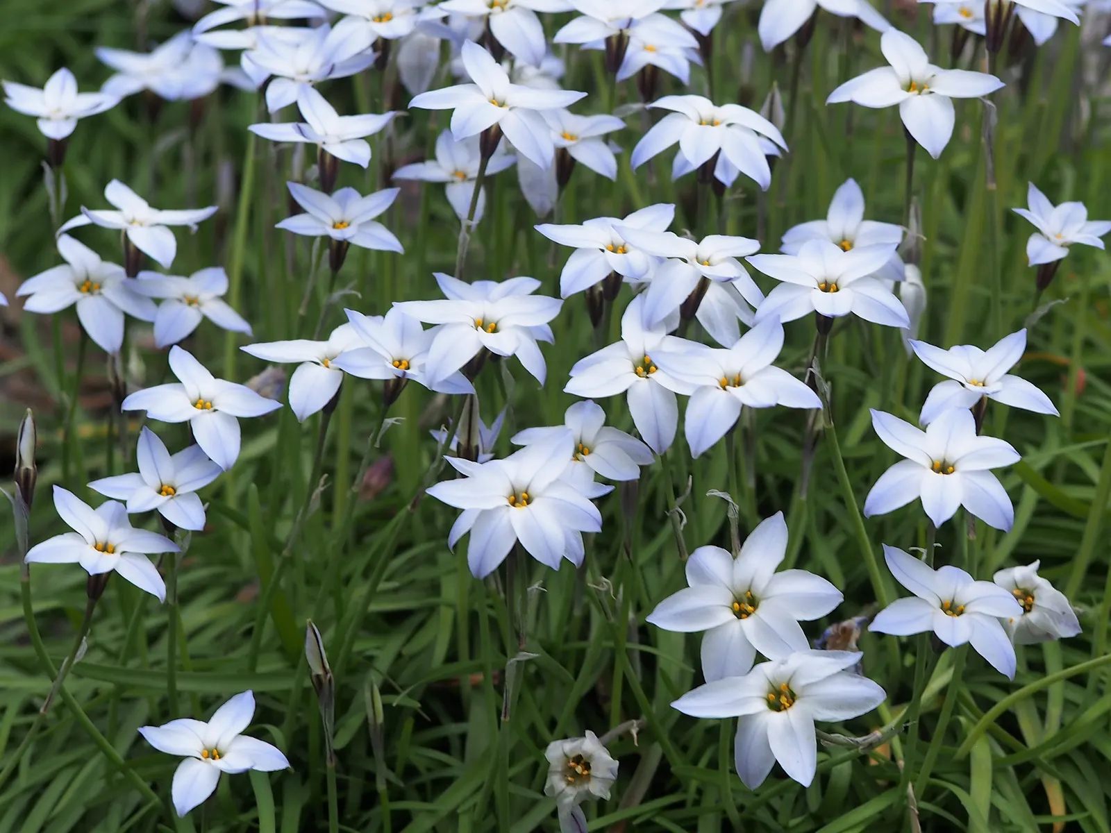 Spring Starflower (Ipheion Uniflorum) — This modest-sized plant grows to a height of approximately 3 to 6 inches and a similar spread