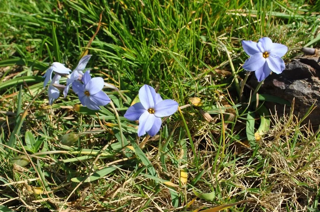 Spring Starflower (Ipheion Uniflorum) — favored for its ability to herald spring with an abundance of star-shaped blooms