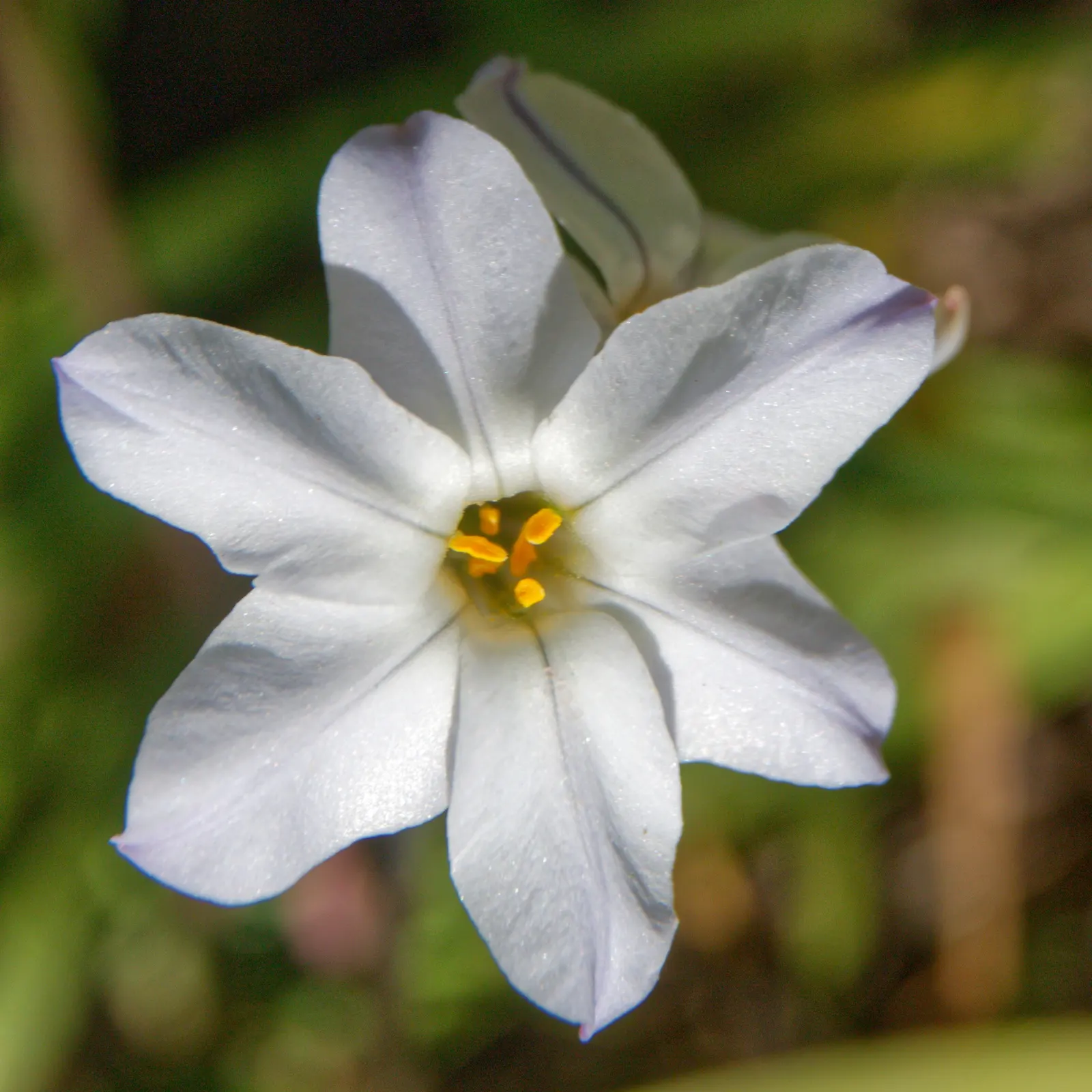 Spring Starflower (Ipheion Uniflorum) — the Spring Starflower progresses best in full sun to partial shade